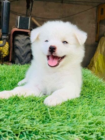 Indian Spitz For Sale In Lucknow