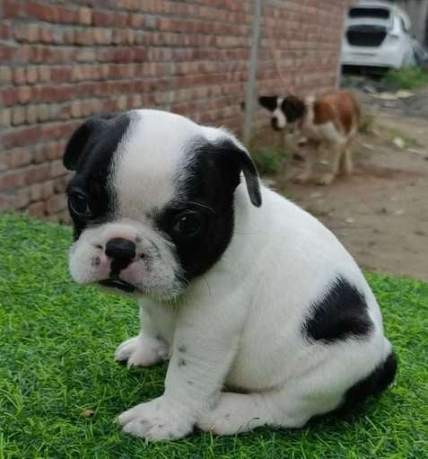 French Bulldog For Sale In Lucknow