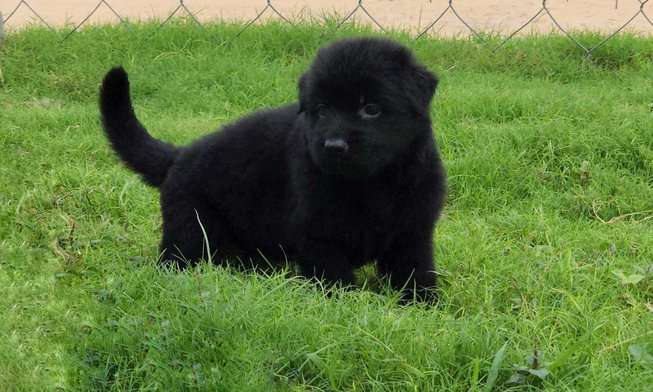 German Shepherd For Sale In Lucknow