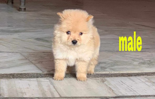 Culture Pomeranian For Sale In Surat