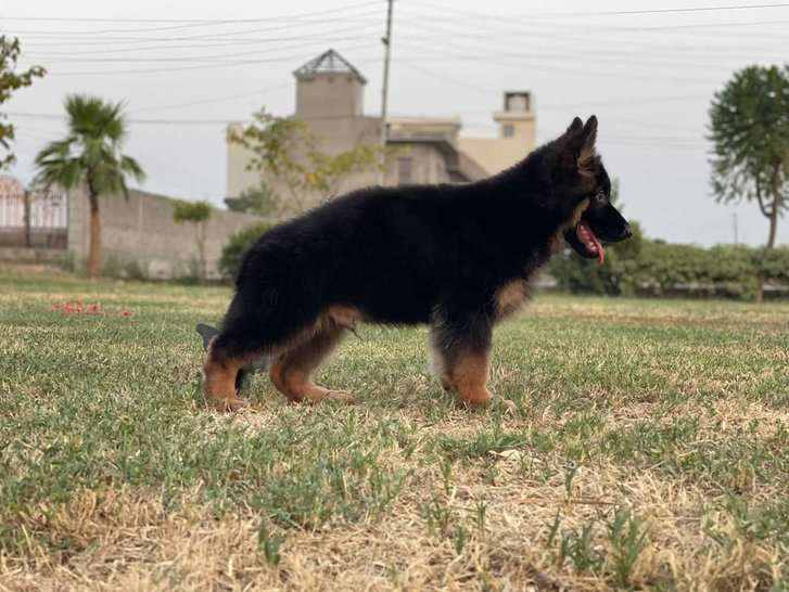 German Shepherd For Sale In Surat