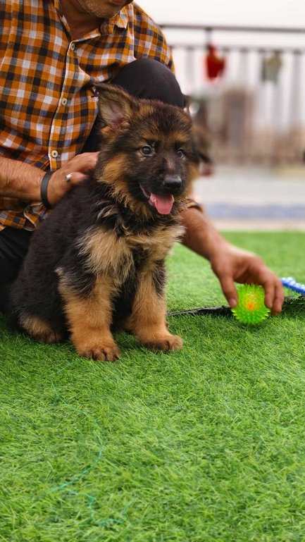 German Shepherd For Sale In Surat