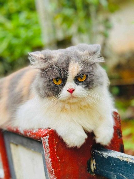 Calico For Sale In Surat