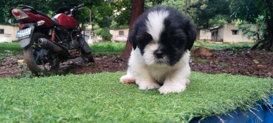 Shih Tzu For Sale In Surat