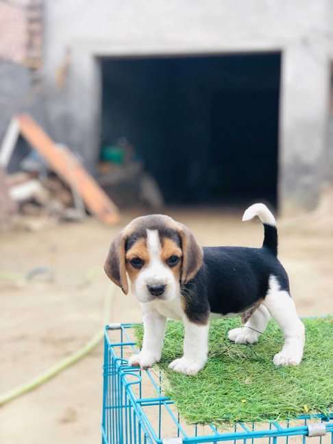Beagle For Sale In Surat