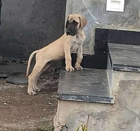 Bullmastiff For Sale In Surat
