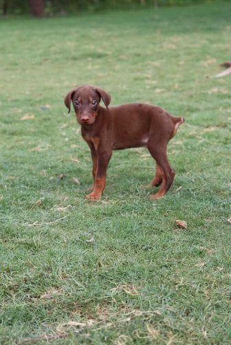 Doberman For Sale In Surat