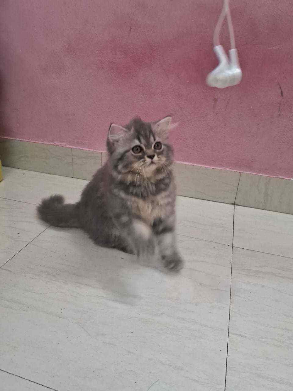 Siberian For Sale In Jaipur
