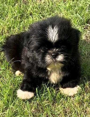 Lhasa Apso For Sale In Jaipur
