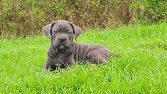 Cane Corso For Sale In Mumbai