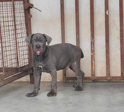 Cane Corso For Sale In Mumbai
