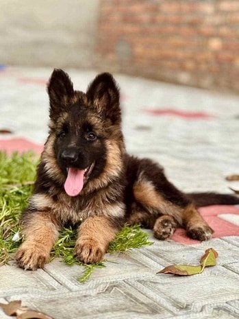 German Shepherd For Sale In Mumbai