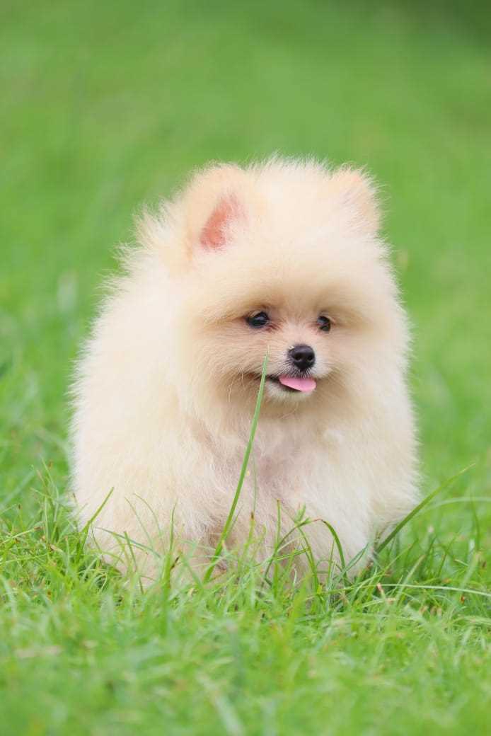 Toy Pomeranian For Sale In Ahmedabad