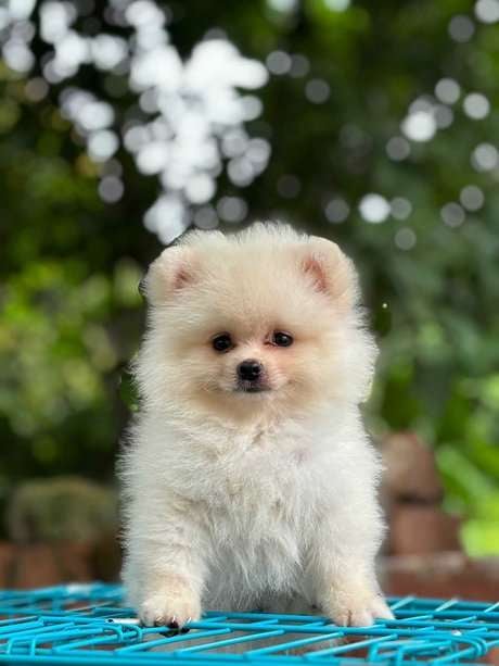 Toy Pomeranian For Sale In Ahmedabad