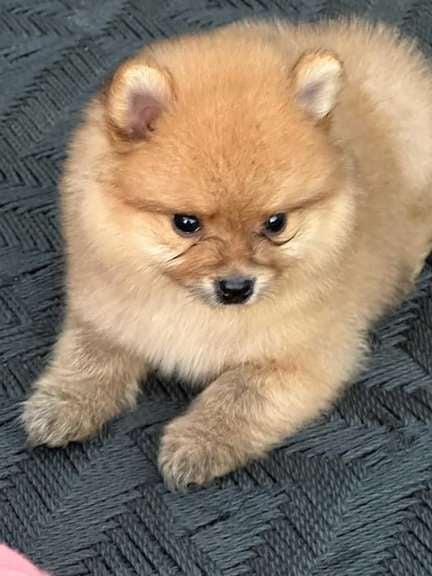 Toy Pomeranian For Sale In Ahmedabad