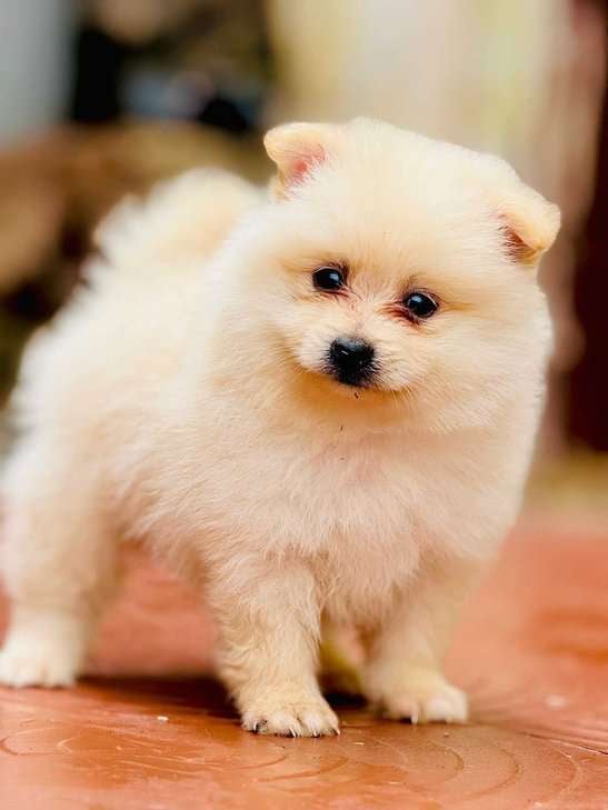 Toy Pomeranian For Sale In Ahmedabad