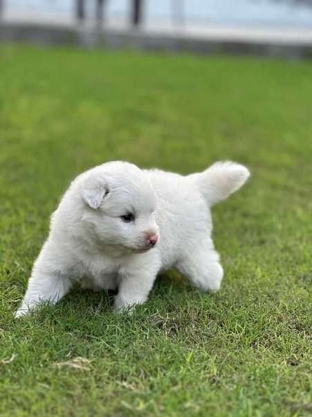 Pomeranian For Sale In Gurgaon