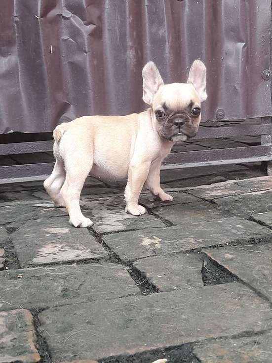French Bulldog For Sale In Nagpur