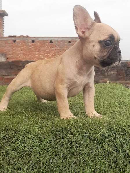 French Bulldog For Sale In Nagpur