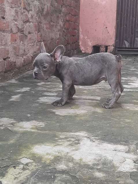 French Bulldog For Sale In Nagpur