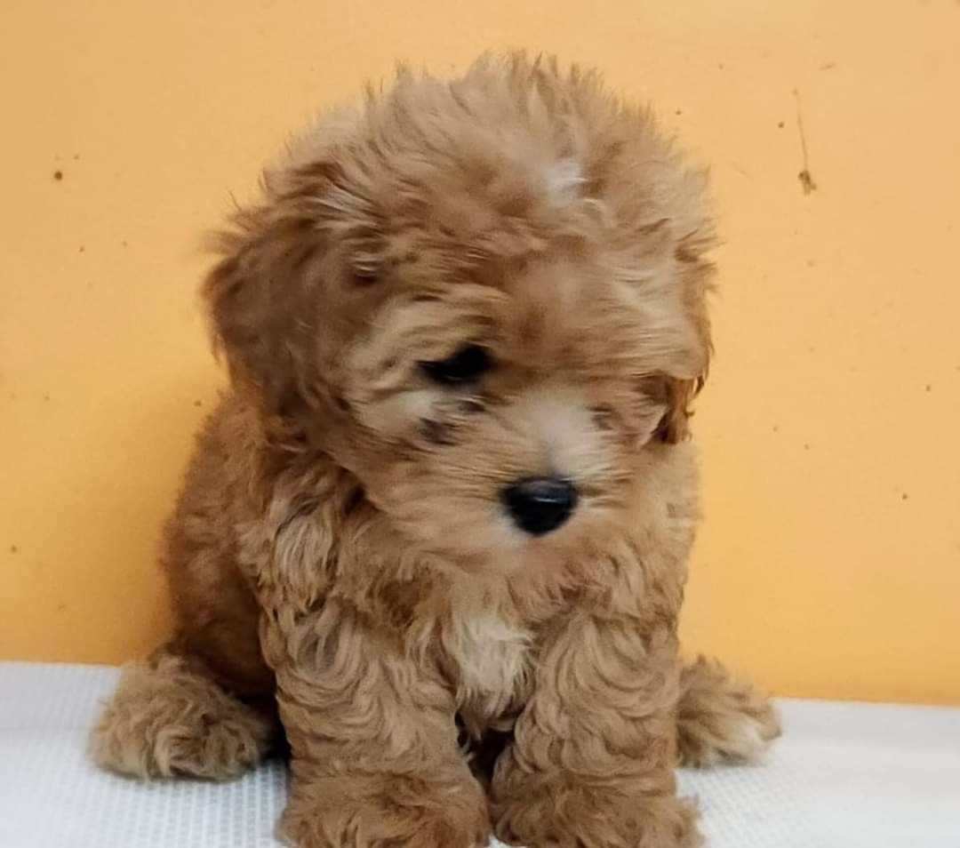 Maltipoo For Sale In Lucknow
