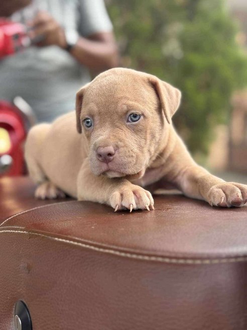 American Bully For Sale In Lucknow
