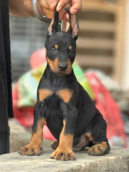 Doberman For Sale In Jaipur