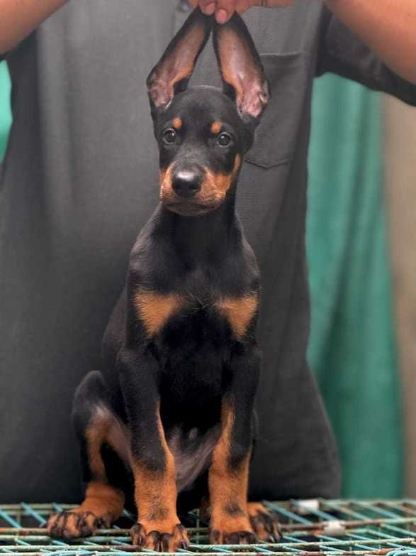 Doberman For Sale In Jaipur