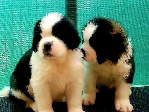 Saint Bernard For Sale In Jaipur
