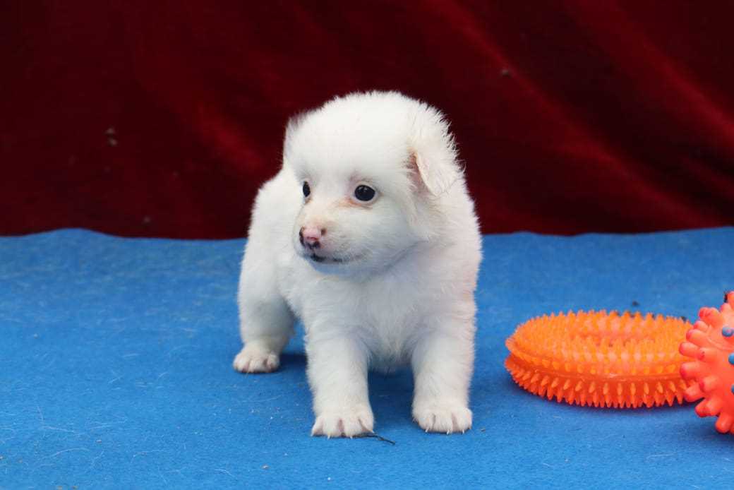 Pomeranian For Sale In Jaipur