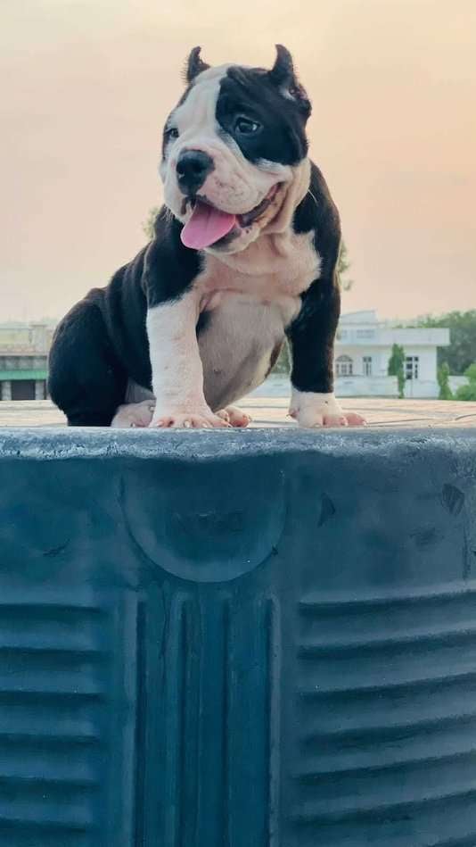 American Bully For Sale In Kochi