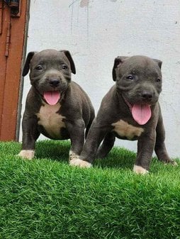 American Bully For Sale In Karur