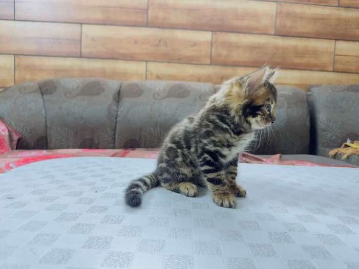 Bengal For Sale In Jaipur