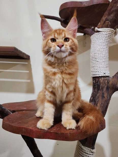 Maine Coon For Sale In Jaipur