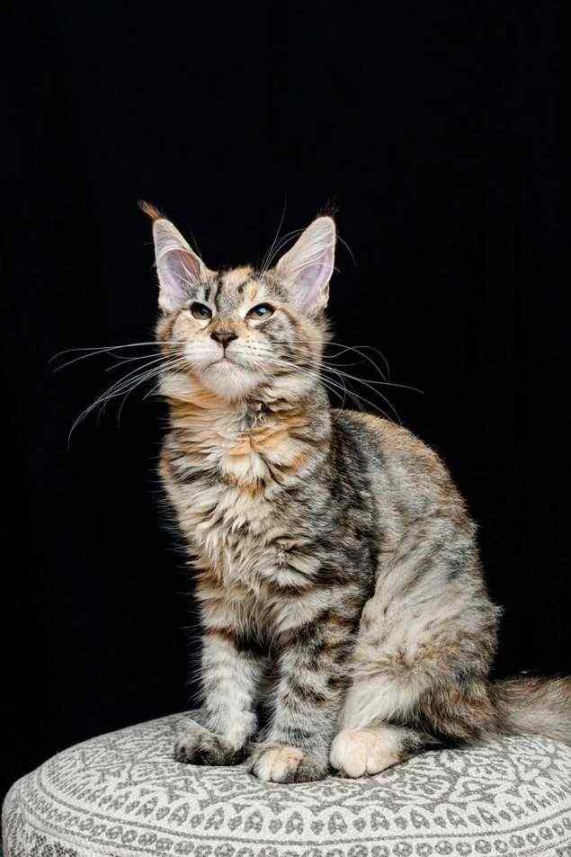 Maine Coon For Sale In Jaipur