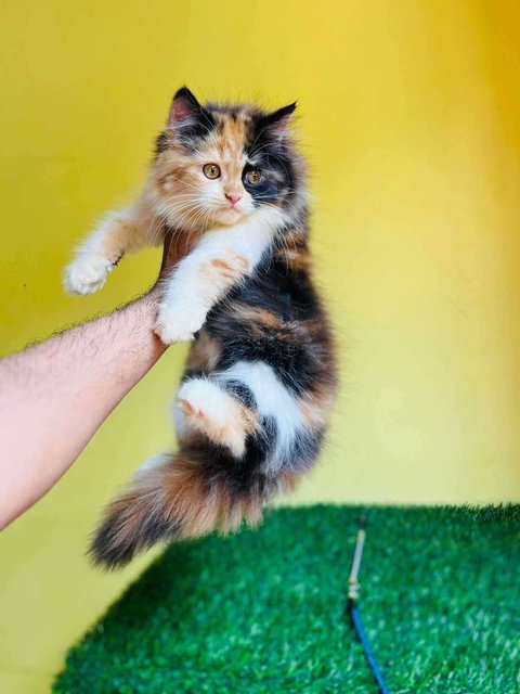 Calico For Sale In Jaipur