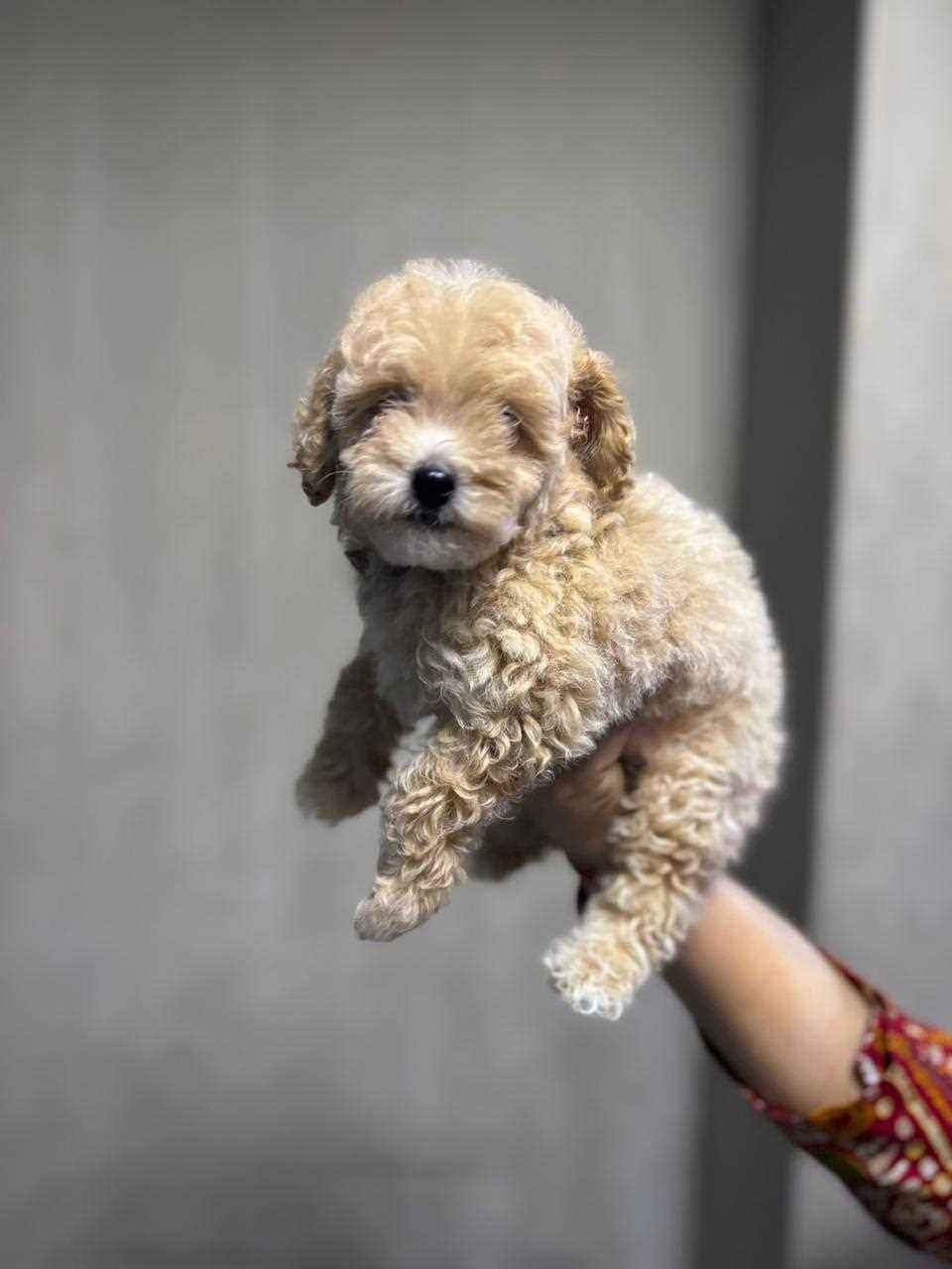 Maltipoo For Sale In Jaipur