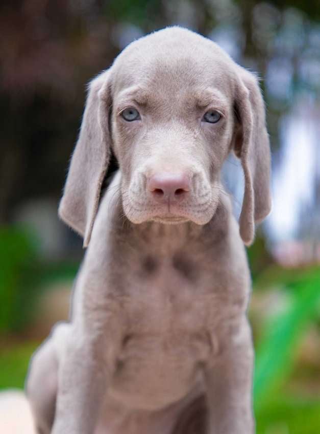 Weimaraner For Sale In Jaipur