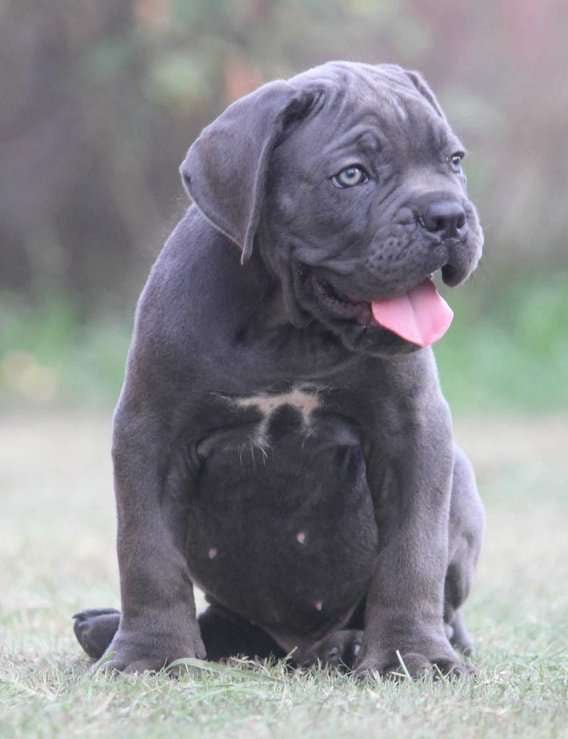 Cane Corso For Sale In Jaipur