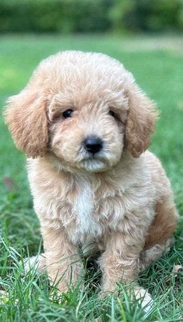 Maltipoo For Sale In Jaipur