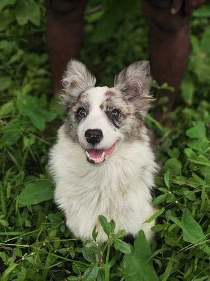 Border Collie For Sale In Jaipur