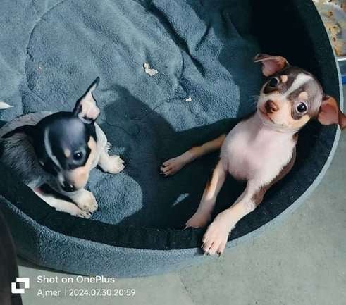 Chihuahua For Sale In Jaipur