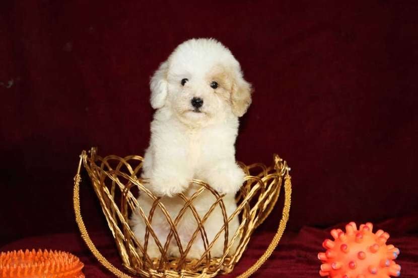 Cavapoo For Sale In Jaipur