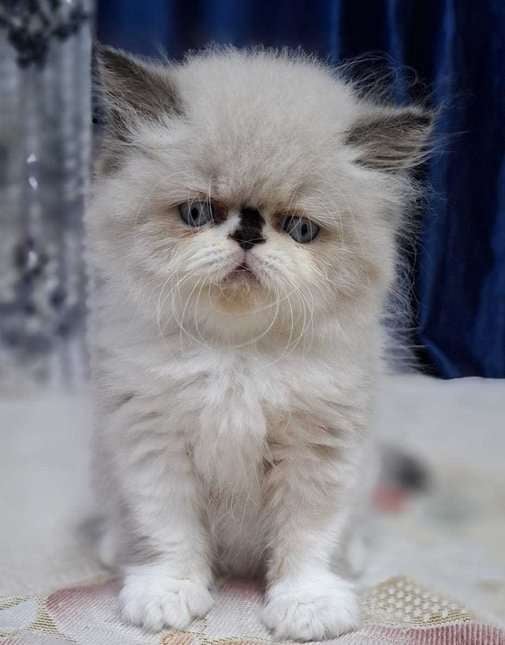 Ragdoll For Sale In Jaipur