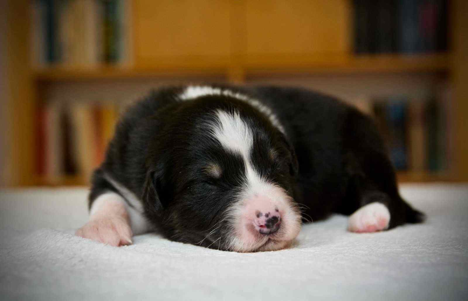 Border Collie For Sale In Jaipur