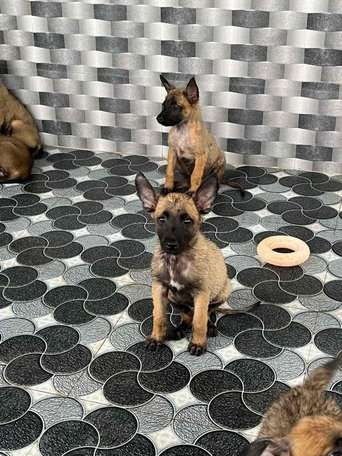 Belgian Malinois For Sale In Jaipur