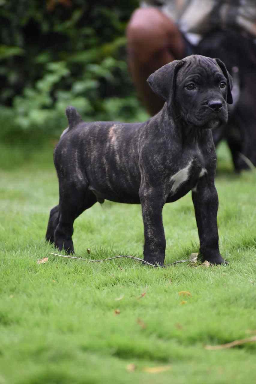Cane Corso For Sale In Jaipur