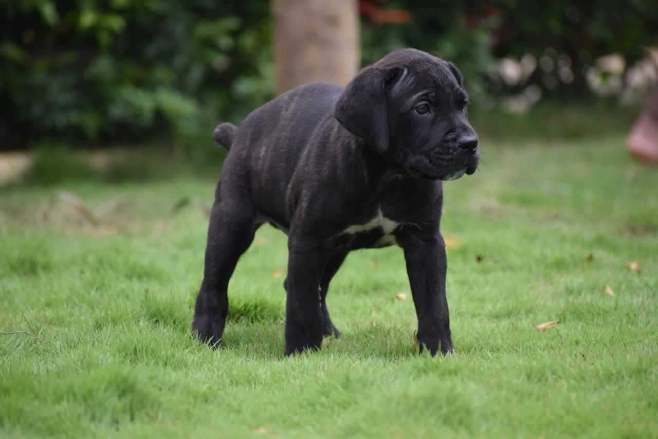Cane Corso For Sale In Jaipur