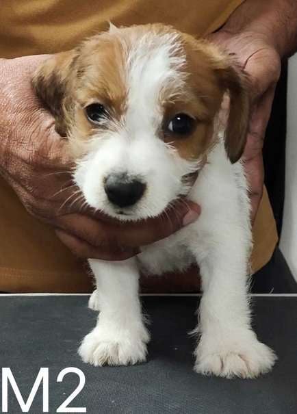 Jack Russell Terrier For Sale In Jaipur