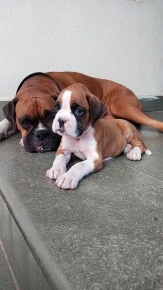 Boxer For Sale In Kottayam